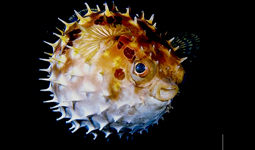 News/03/pesce_palla.jpg