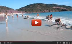News/05/DelfiniSpiaggiati_SVN.gif