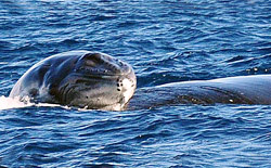 News/07/NascitaBalena_nhp.jpg